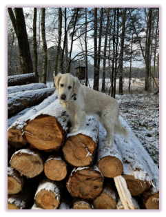 Willkommen bei der Golden Retriever Schmusebande
